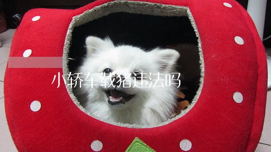 小轿车载猪违法吗 小轿车载猪违法吗