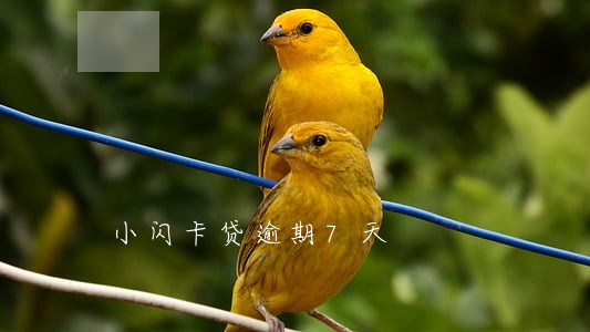 小闪卡贷逾期7天 小闪卡贷逾期7天