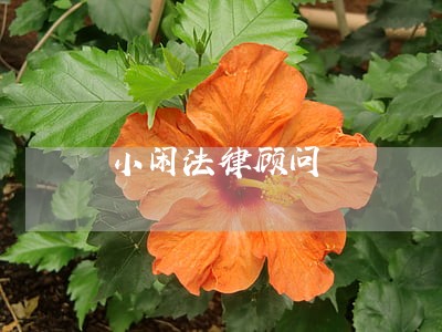 小闲法律顾问 小闲法律顾问