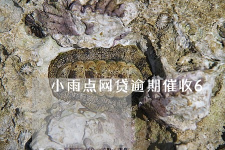 小雨点网贷逾期催收6 小雨点网贷逾期催收6