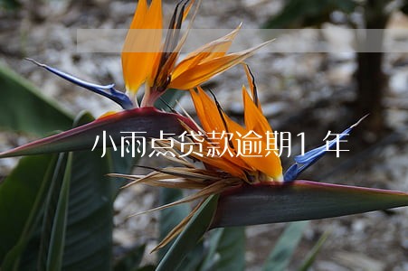 小雨点贷款逾期1年 小雨点贷款逾期1年
