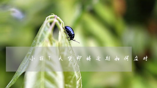 小额7天贷即将逾期如何应对 小额7天贷即将逾期如何应对