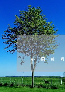 小额信用卡和大额信用卡逾期