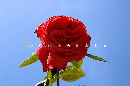 小额信用卡逾期太久