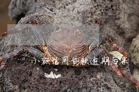 小额信用贷款逾期后果 小额信用贷款逾期后果