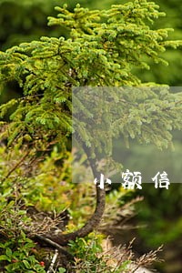 小额信用贷逾期不还会上网通吗 小额信用贷逾期不还会上网通吗