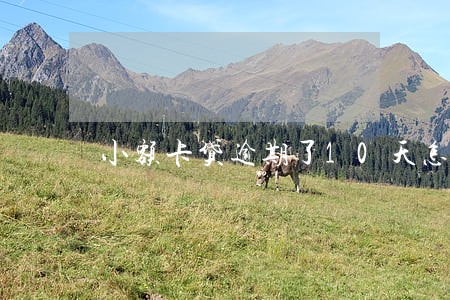 小额卡贷逾期了10天怎么办 小额卡贷逾期了10天怎么办