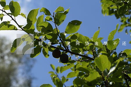 小额度7天网贷逾期不还 小额度7天网贷逾期不还