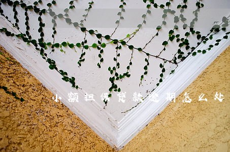 小额担保贷款逾期怎么处理 小额担保贷款逾期怎么处理