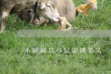 小额网贷可以逾期多久 小额网贷可以逾期多久