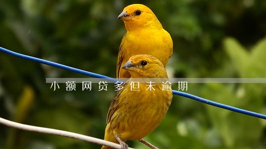 小额网贷多但未逾期