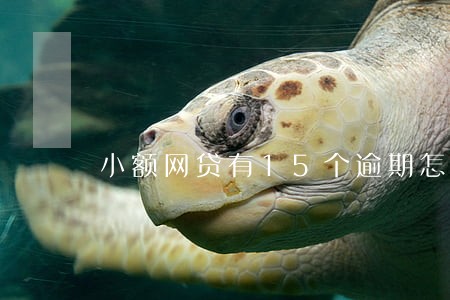 小额网贷有15个逾期怎么办 小额网贷有15个逾期怎么办