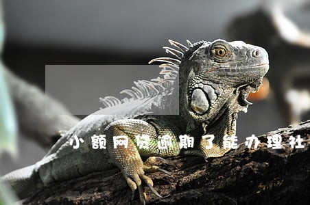 小额网贷逾期了能办理社保吗 小额网贷逾期了能办理社保吗