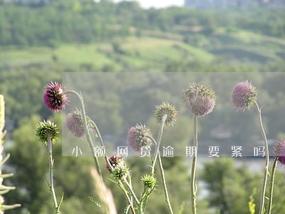 小额网贷逾期要紧吗 小额网贷逾期要紧吗