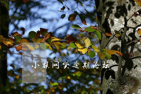 小额网贷逾期论坛 小额网贷逾期论坛
