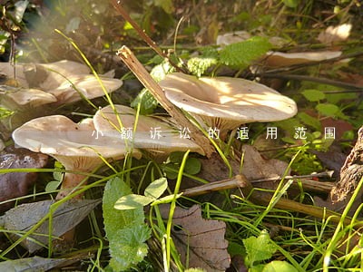 小额诉讼的适用范围 小额诉讼的适用范围