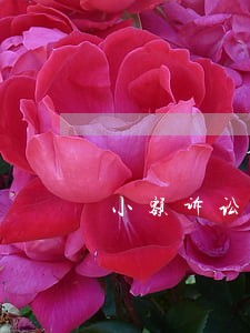 小额诉讼程序一般需要多久