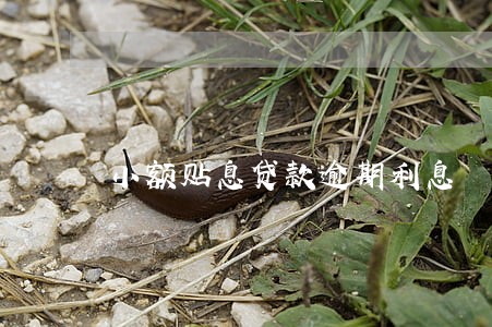 小额贴息贷款逾期利息 小额贴息贷款逾期利息