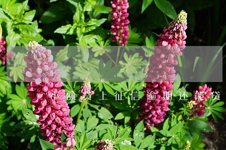 小额贷上征信逾期还能贷款吗6