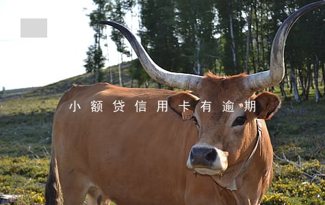 小额贷信用卡有逾期 小额贷信用卡有逾期