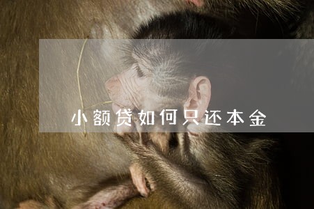 小额贷如何只还本金 小额贷如何只还本金