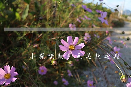 小额贷款7天还款逾期 小额贷款7天还款逾期