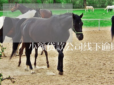 小额贷款公司线下逾期催收 小额贷款公司线下逾期催收