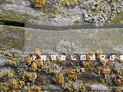 小额贷款公司说只还本金 小额贷款公司说只还本金