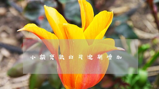 小额贷款公司逾期增加