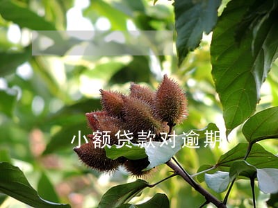 小额贷款对逾期 小额贷款对逾期