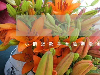 小额贷款平台逾期后会立案吗