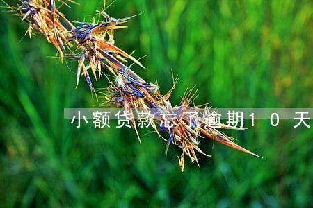 小额贷款忘了逾期10天 小额贷款忘了逾期10天