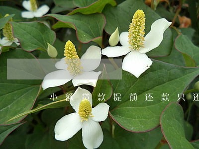 小额贷款提前还款只还本金 小额贷款提前还款只还本金