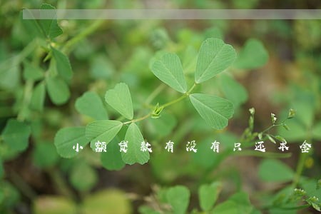 小额贷款有没有只还本金 小额贷款有没有只还本金