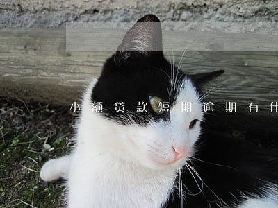 小额贷款短期逾期有什么影响 小额贷款短期逾期有什么影响