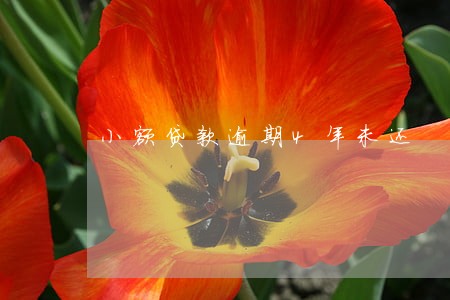 小额贷款逾期4年未还 小额贷款逾期4年未还