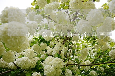 小额贷款逾期一个月严重吗 小额贷款逾期一个月严重吗