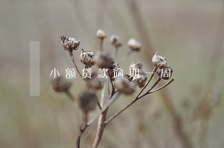 小额贷款逾期一周 小额贷款逾期一周