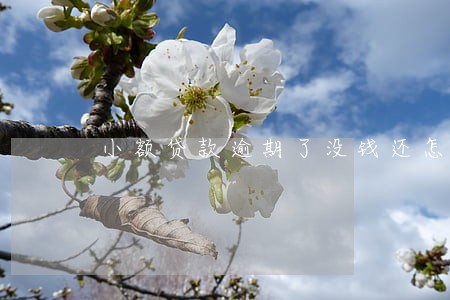 小额贷款逾期了没钱还怎么办 小额贷款逾期了没钱还怎么办