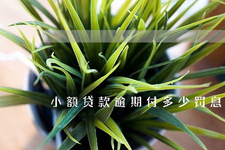 小额贷款逾期付多少罚息 小额贷款逾期付多少罚息