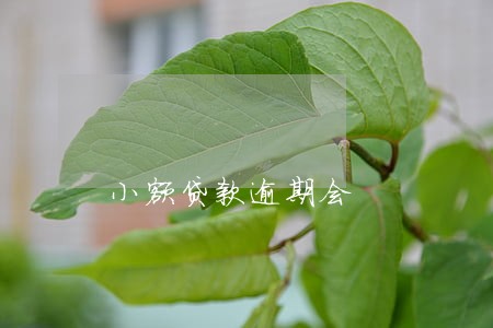 小额贷款逾期会 小额贷款逾期会