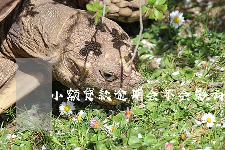 小额贷款逾期会不会影响子女 小额贷款逾期会不会影响子女
