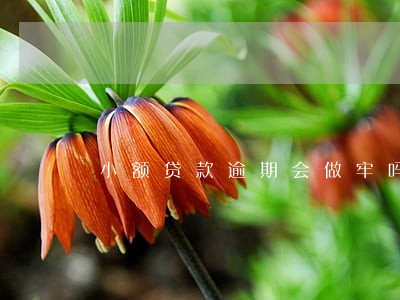 小额贷款逾期会做牢吗 小额贷款逾期会做牢吗