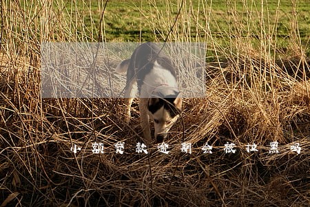 小额贷款逾期会被拉黑吗 小额贷款逾期会被拉黑吗