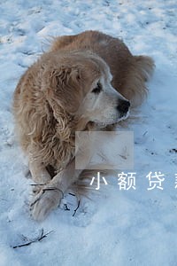 小额贷款逾期信用卡会降额