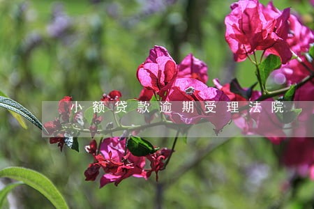 小额贷款逾期受理法院 小额贷款逾期受理法院