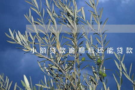 小额贷款逾期后还能贷款么 小额贷款逾期后还能贷款么