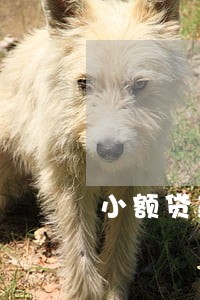 小额贷款逾期多久能恢复征信 小额贷款逾期多久能恢复征信