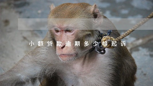 小额贷款逾期多少够起诉 小额贷款逾期多少够起诉