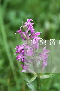 小额贷款逾期多少天上征信 小额贷款逾期多少天上征信